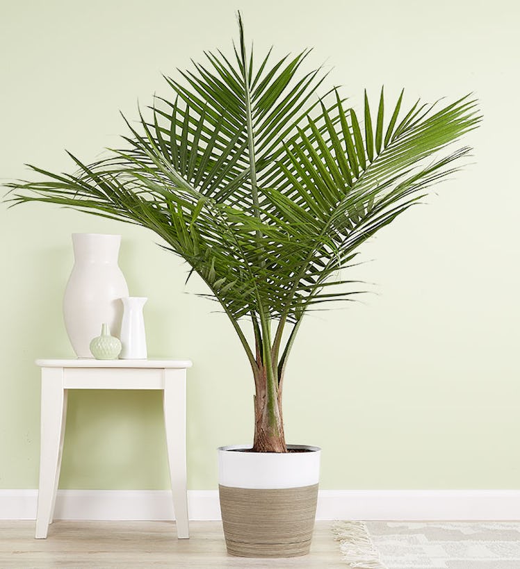 Majesty Palm Floor Plant