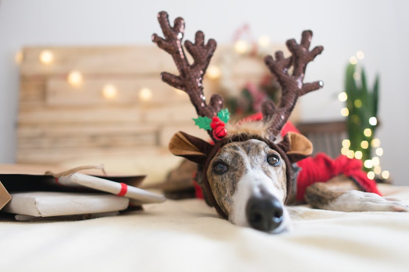 A dog with festive reindeer horns lying on a bed