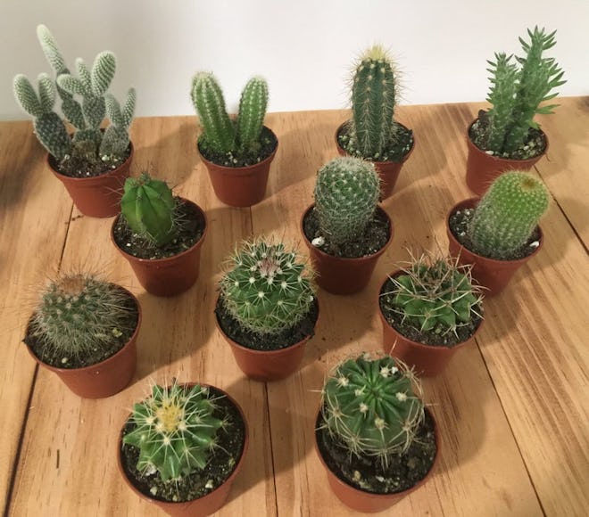Assorted Cactus in 2" Pots - Live Cacti - Guest Favors Gift, Garden, Wedding