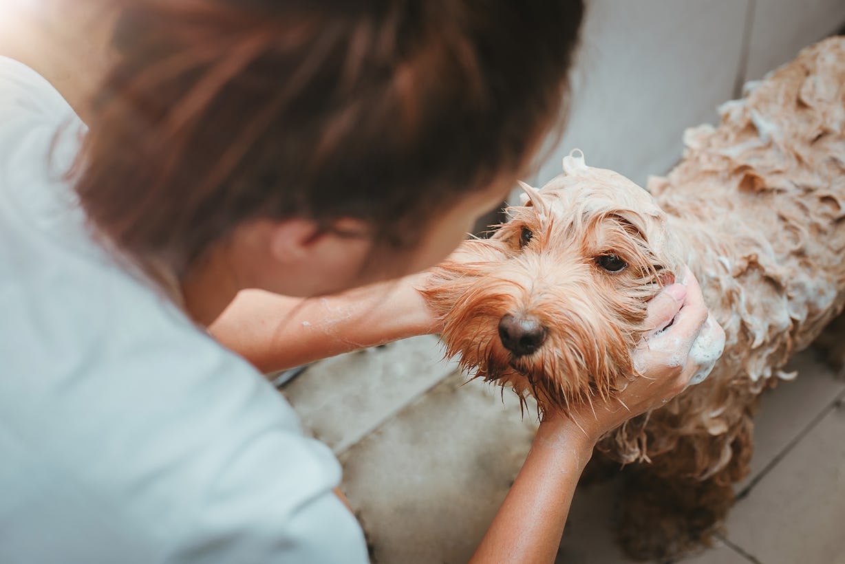 The 3 Best Dog Shampoos For Itchy Skin the-3-best-dog-shampoos-for-itchy-skin