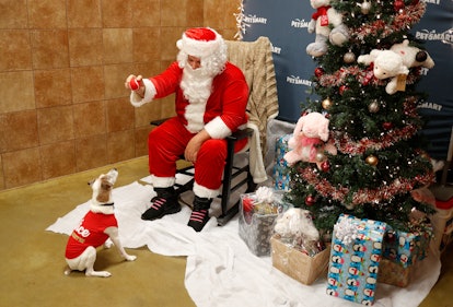 Pets can take photos with Santa Claus.