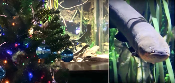 The electric eel powering a Christmas tree put up in a Tennessee Aquarium is sure to be your kids ne...