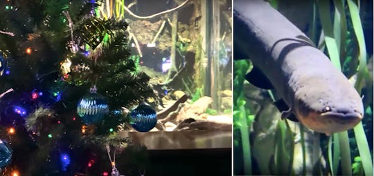 The electric eel powering a Christmas tree put up in a Tennessee Aquarium is sure to be your kids ne...