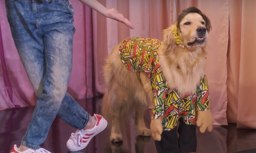 Cosmo the dog in Fuller House Season 5