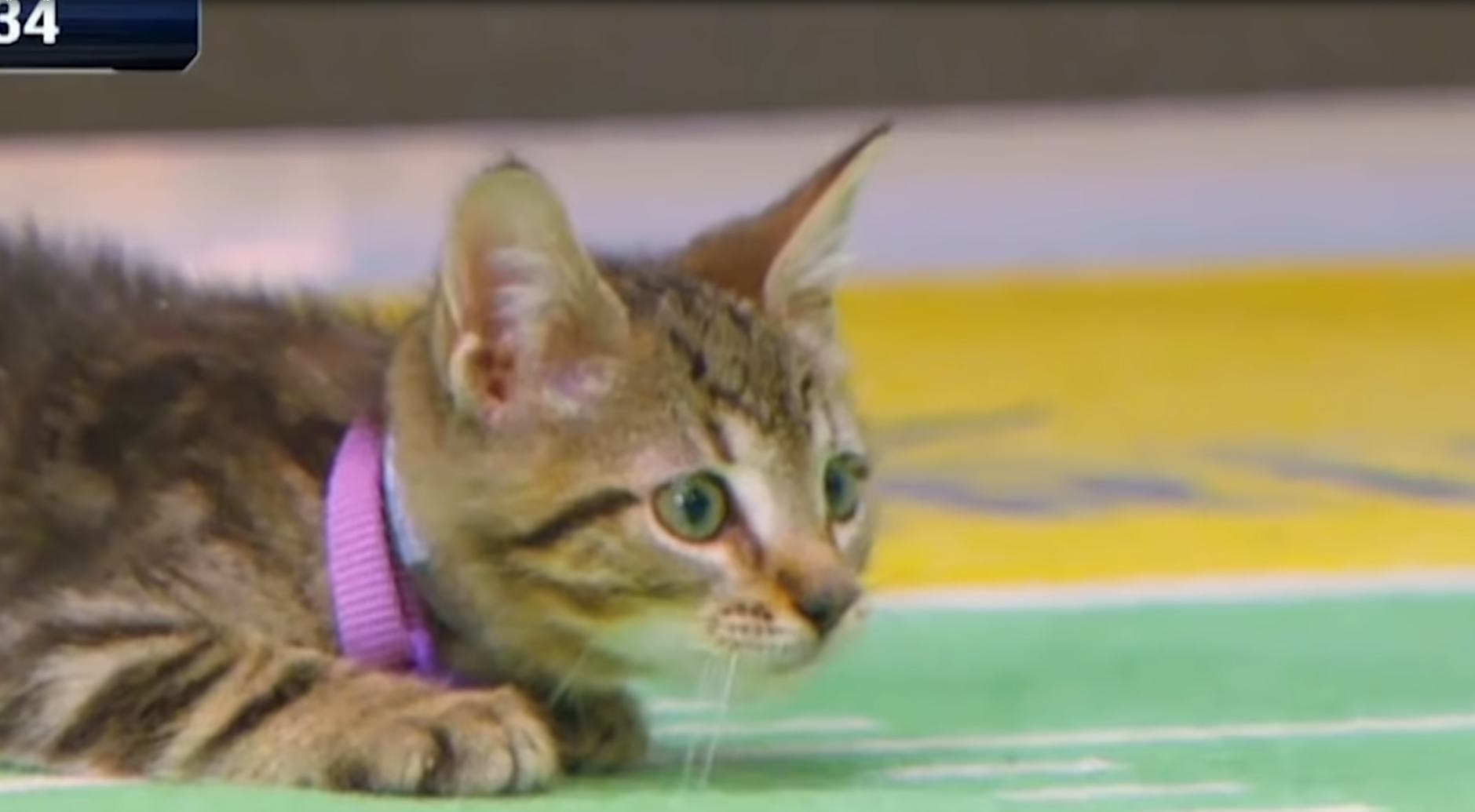 6 Facts About The Kitten Bowl, The Fluffiest & Cutest Sporting Event