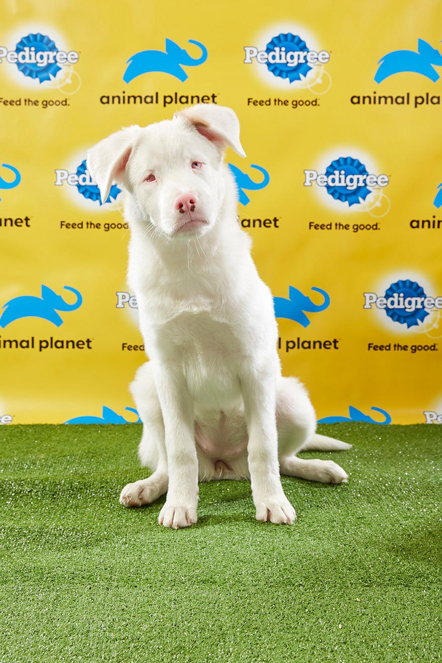 puppy bowl 2019 players