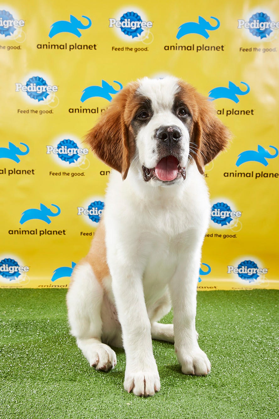 puppy bowl 2019 dogs