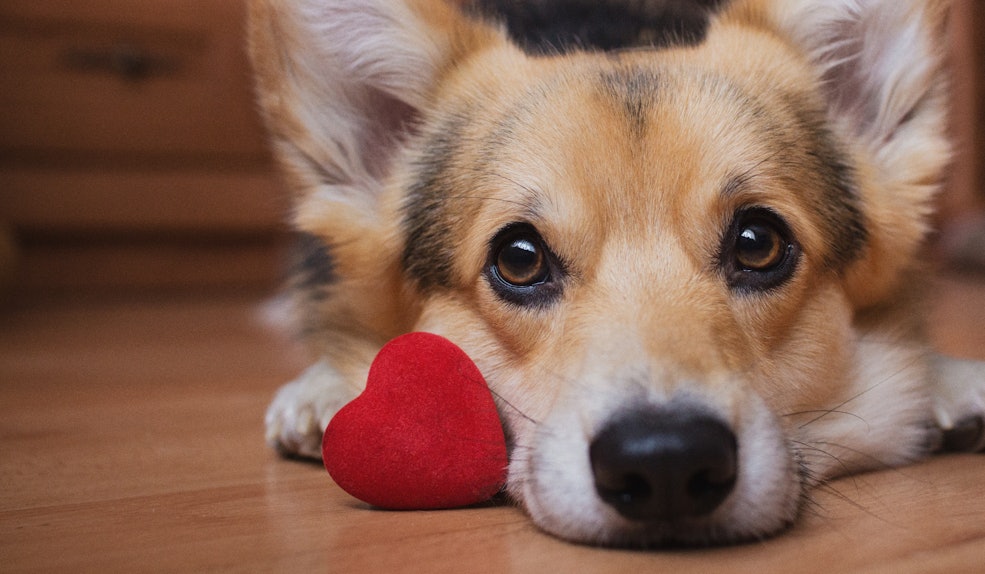 35 Captions For Your Dog's Valentine's Day Instagram That They'll