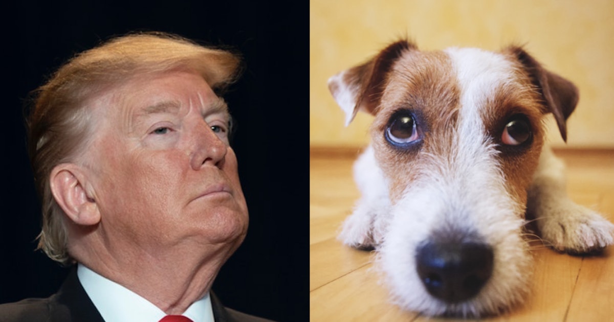 Has Trump Ever Had A Pet? The President Doesn't Seem To Be Big On Furry  Friends