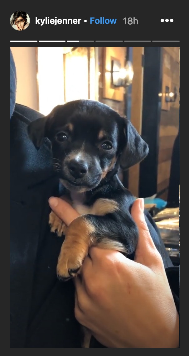 This Video Of Kylie Jenners Adorable New Dog Is Guaranteed To Make
