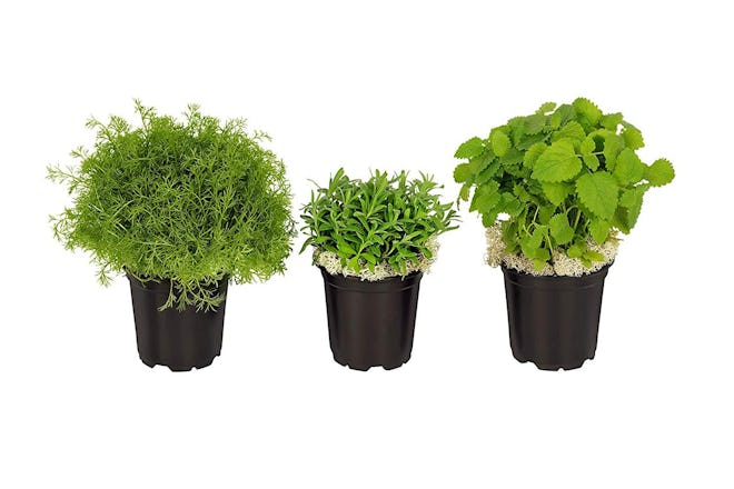 The Three Company Stress-Relieving Aromatic Herbs