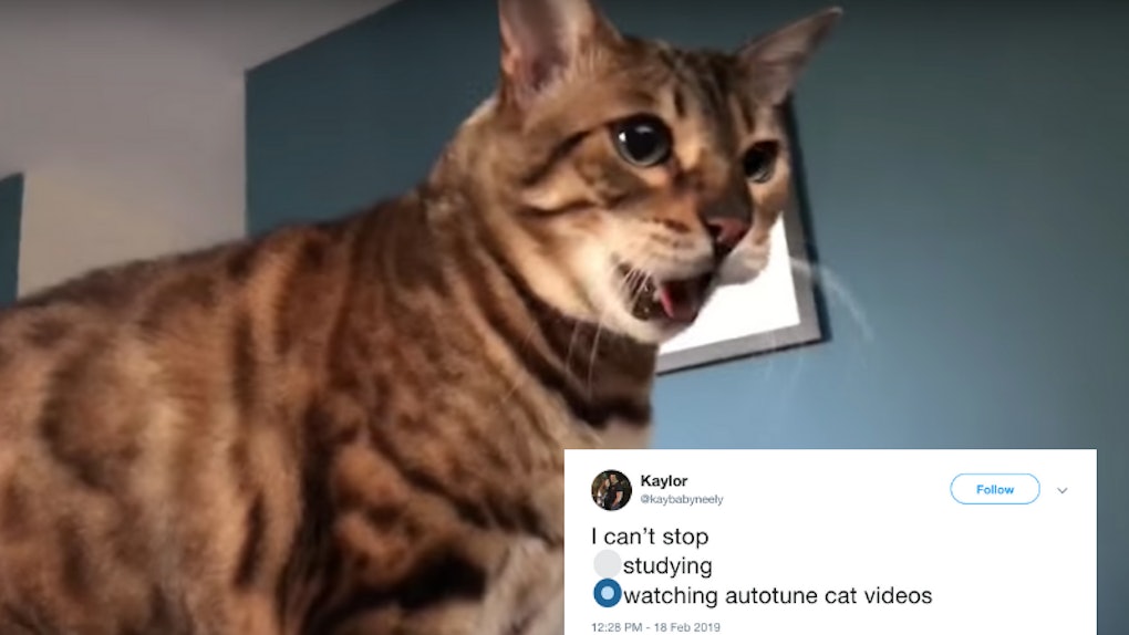 These Tweets Remixing The Autotune Cat Meme Will Make You Lol