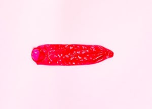 Rolled-out red condom