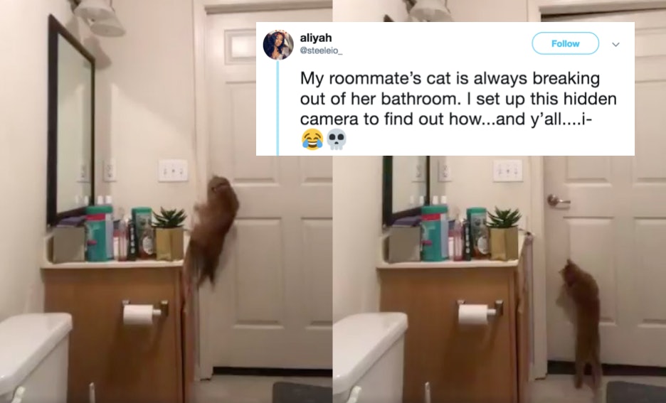 cat opens bathroom door