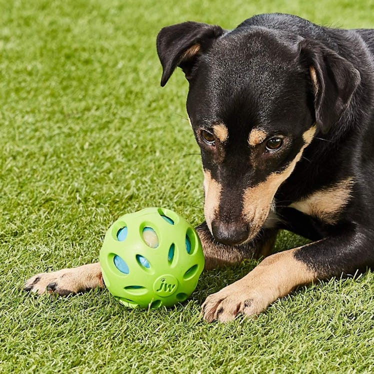 JW Pet Company Crackle Heads Crackle Ball Dog Toy