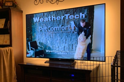 Meet Scout, the star of the WeatherTech commercial that aired during the  Super Bowl® last Sunday!