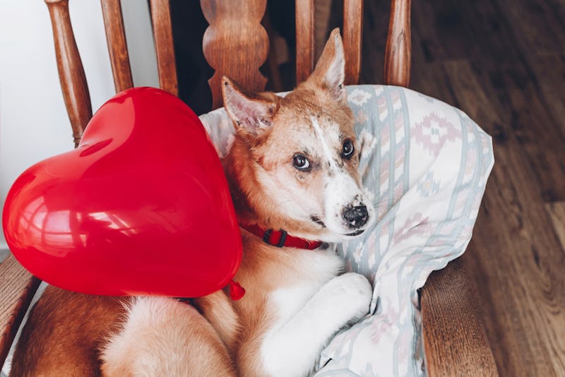 45 More Hilarious Dog Memes To Make Your Day Better - DogTime