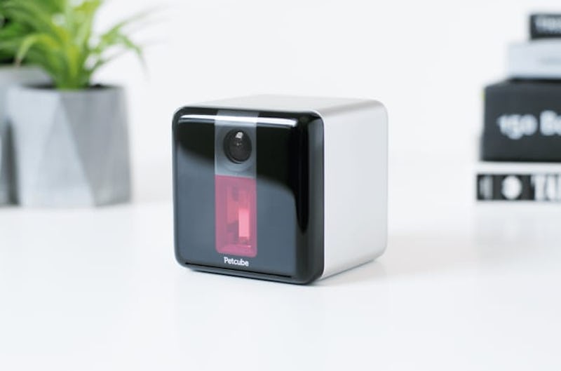 6 Toys For Anxious Dogs That Will Help Them Relax