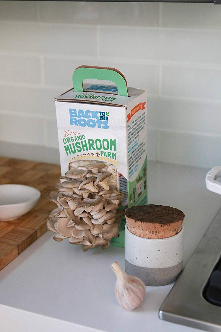 Back To The Roots Organic Mushroom Growing Kit