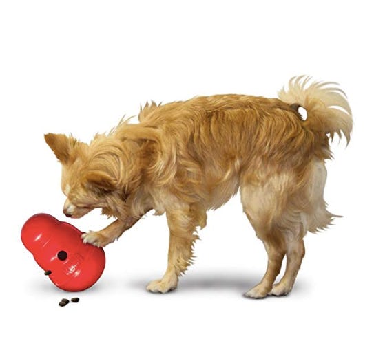 6 Toys For Anxious Dogs That Will Help Them Relax