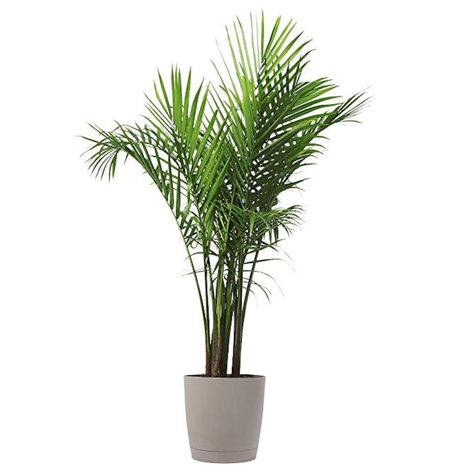 Costa Farms Majesty Palm