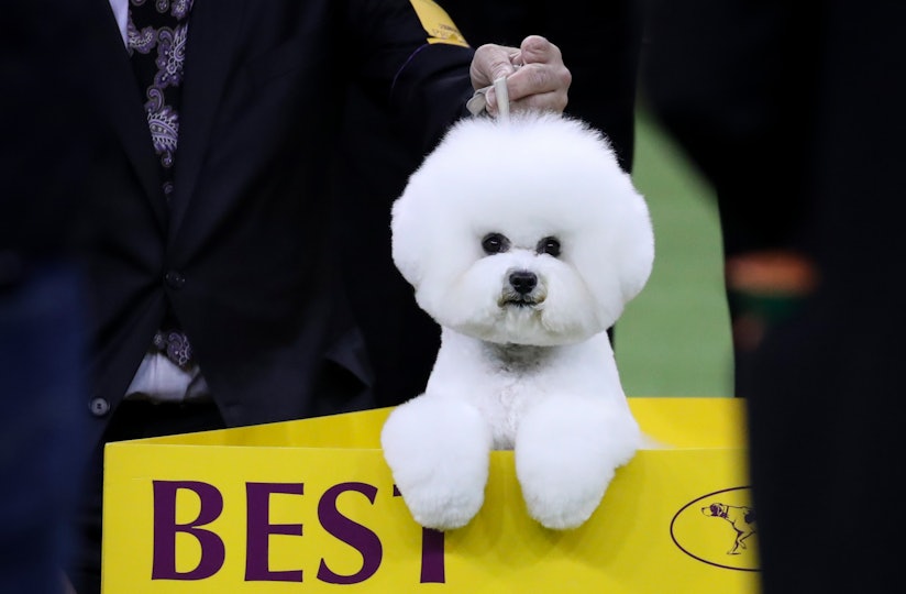 When Is the 2019 Westminster Dog Show? There Are So Many 
