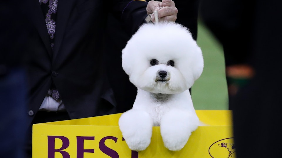 When Is the 2019 Westminster Dog Show? There Are So Many  When Is the 2019 Westminster Dog Show? There Are So Many