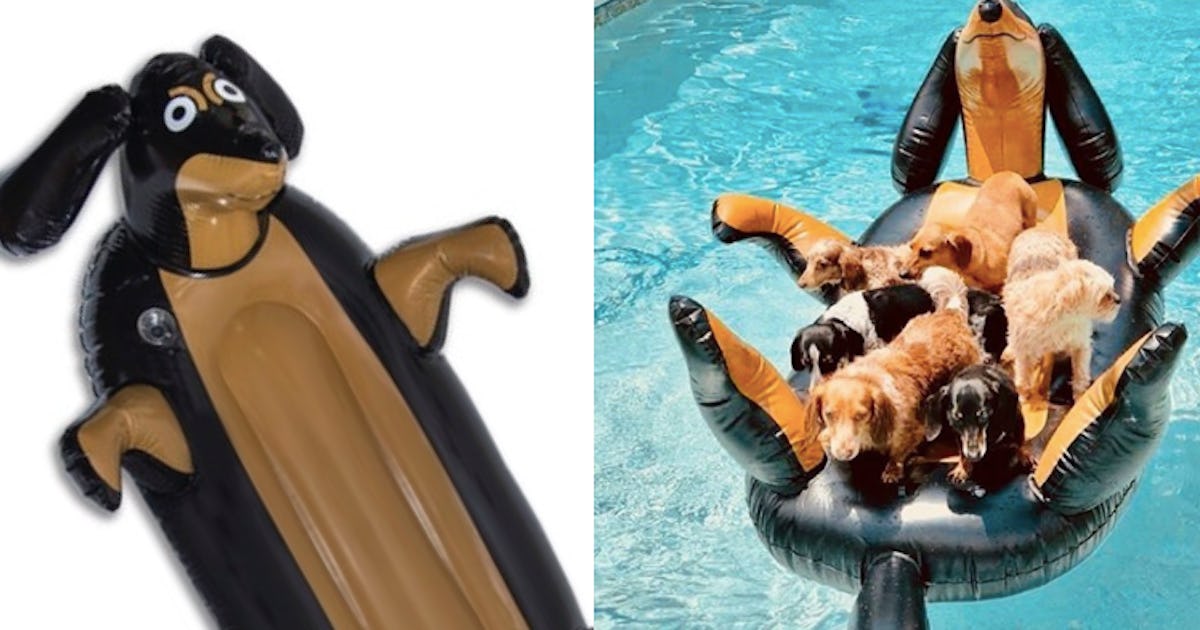 Kool 2024 pool dachshund