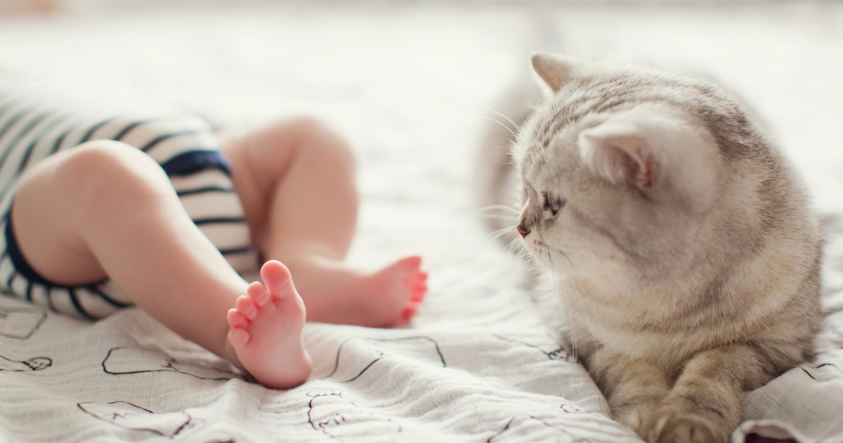 Why Do Cats Sleep With Babies An Expert Explains The Snuggle Fest
