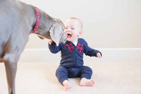 Why Do Dogs Protect Babies They Re Like Furry Dragons Hovering Over A Khaleesi