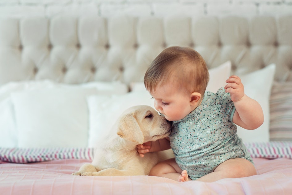 is it ok for a dog to lick a baby