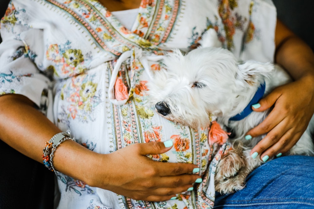 dog protective of pregnant owner