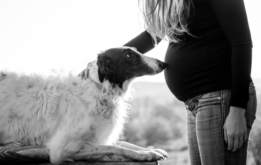 Why Dogs Are Obsessed With Sleeping On Their Pregnant Owner's Belly