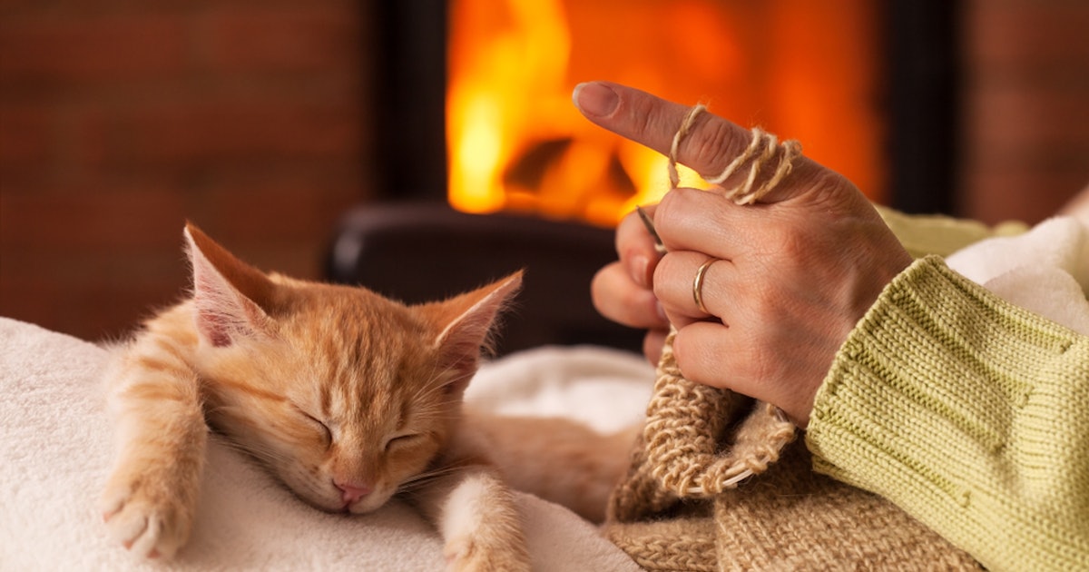 Why Do Cats Love To Sleep Between Your Legs It S Not Just To
