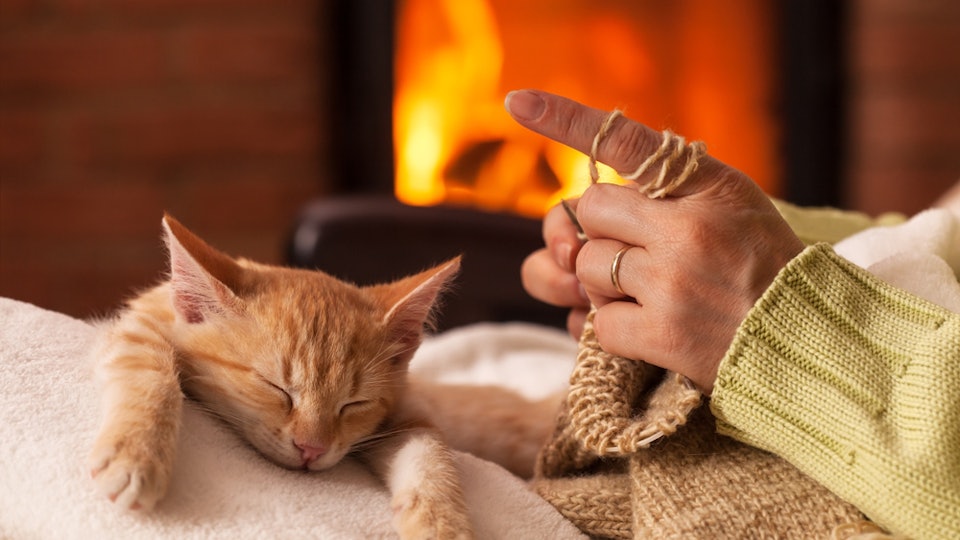 Why Do Cats Love To Sleep Between Your Legs It S Not Just To