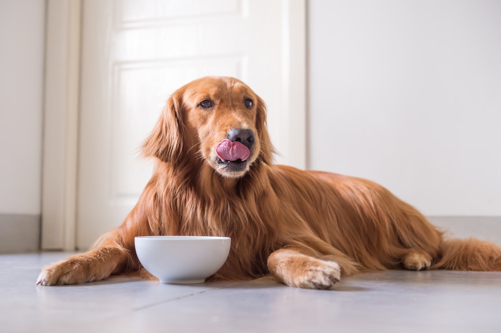 Diets for Senior Dogs