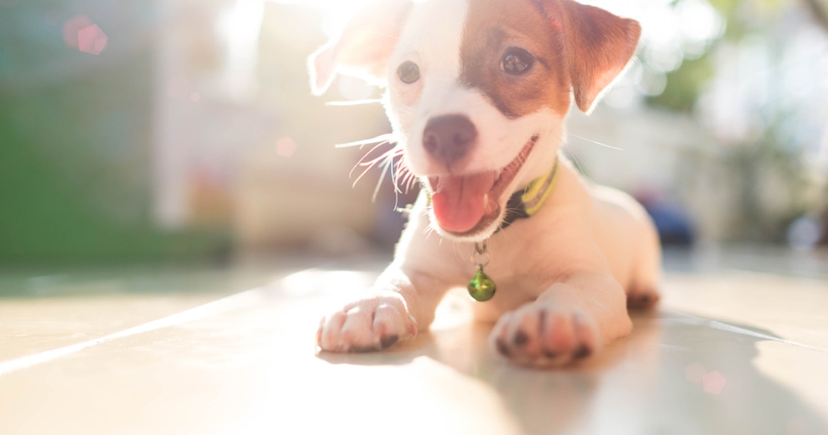 21 Punny National Puppy Day 2019 Instagram Captions That Are Pawsitively Pawesome