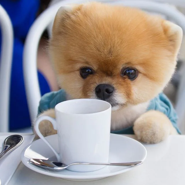 teacup pomeranian instagram