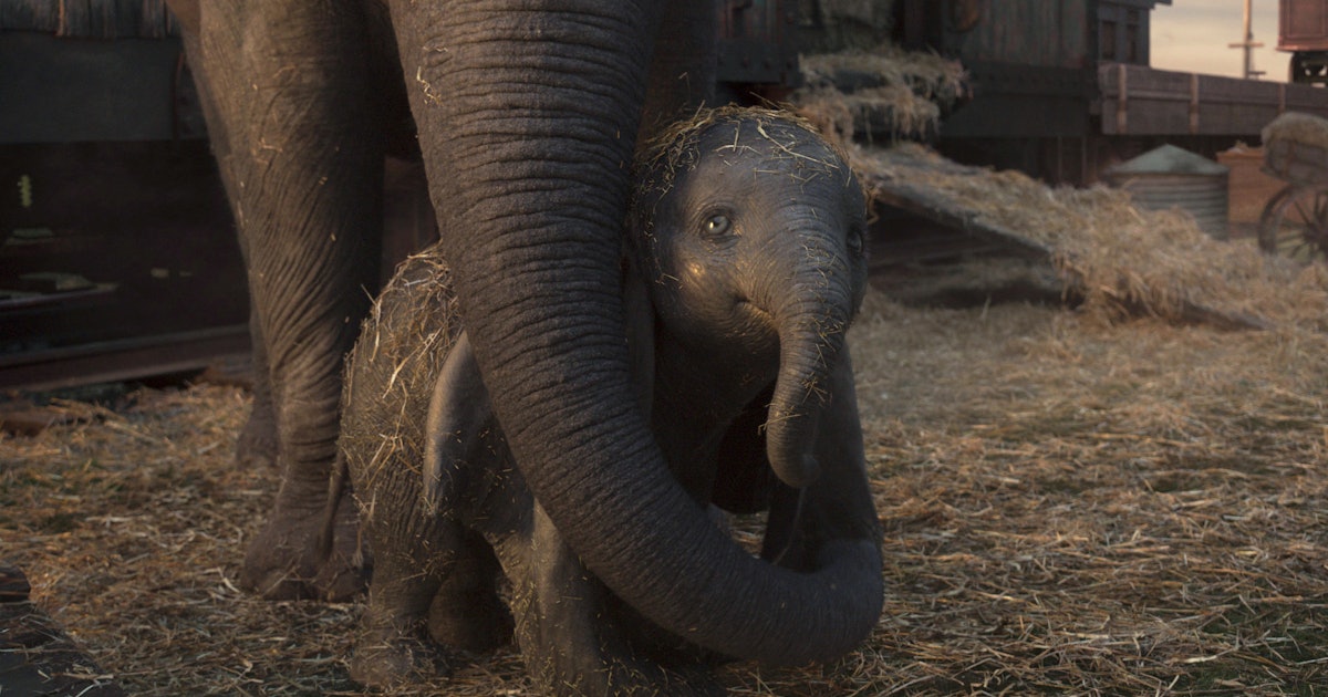 14 Elephant Movies To Stream Now If 'Dumbo' Is Your Favorite Disney Classic