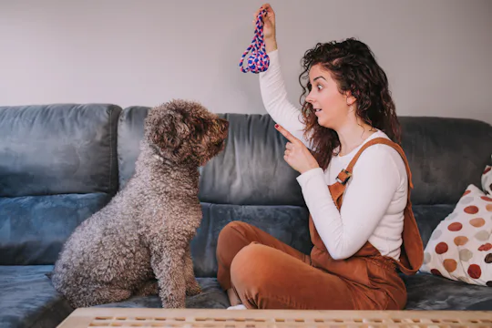 13 April Fool S 2019 Dog Pranks To Pull On Your Totally Unsuspecting Pup