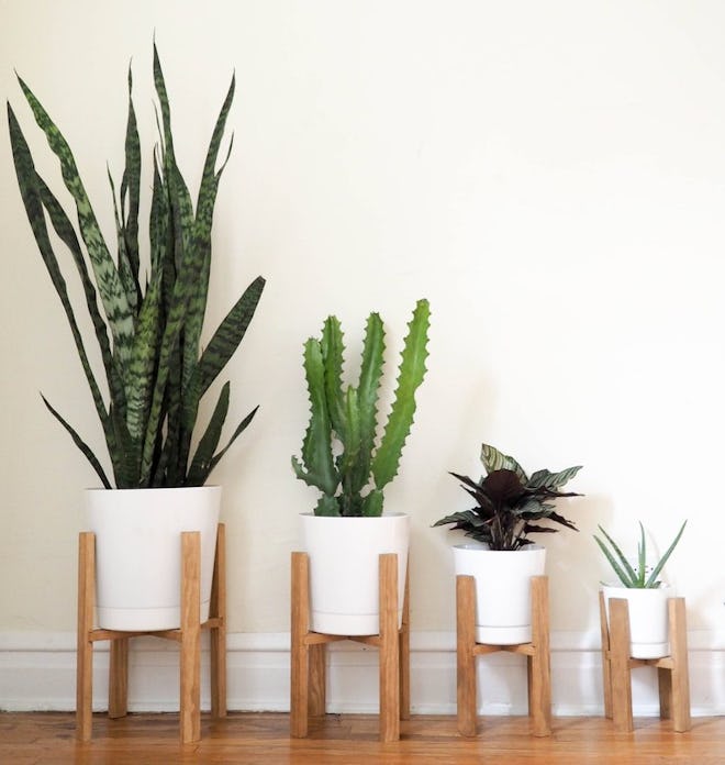 Wooden Plant Stands & White Pots