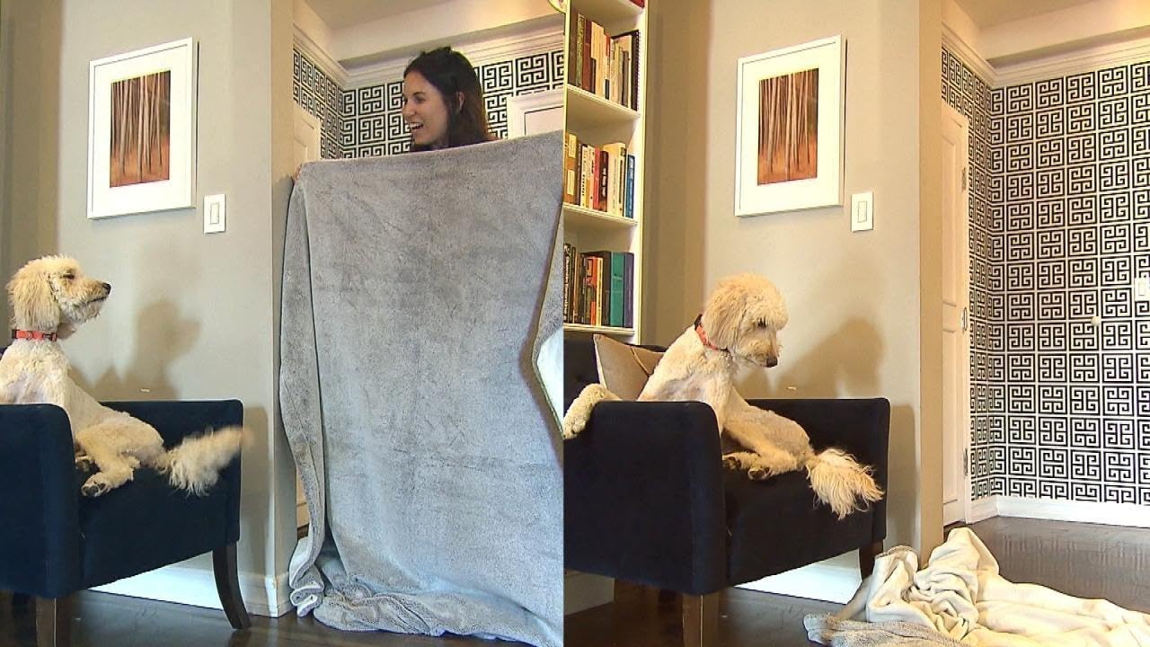 13 April Fool's 2019 Dog Pranks To Pull On Your Totally Unsuspecting Pup