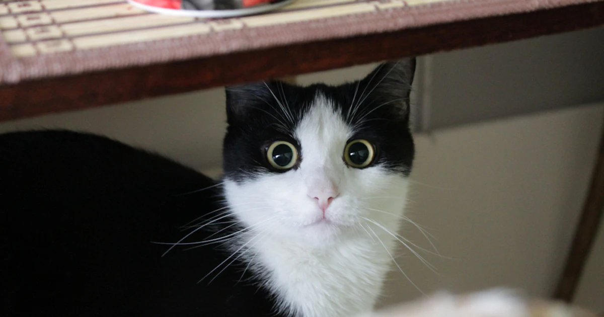 12 April Fools 2019 Cat Pranks That Won T Scar Your Favorite Feline For Life