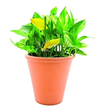 Safer Houseplant Sticky Stakes (14 Pack)