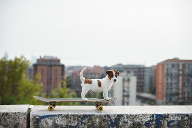 21 Aries Dog Names That Are Totally Perfect For Your Feisty Ball Of ...