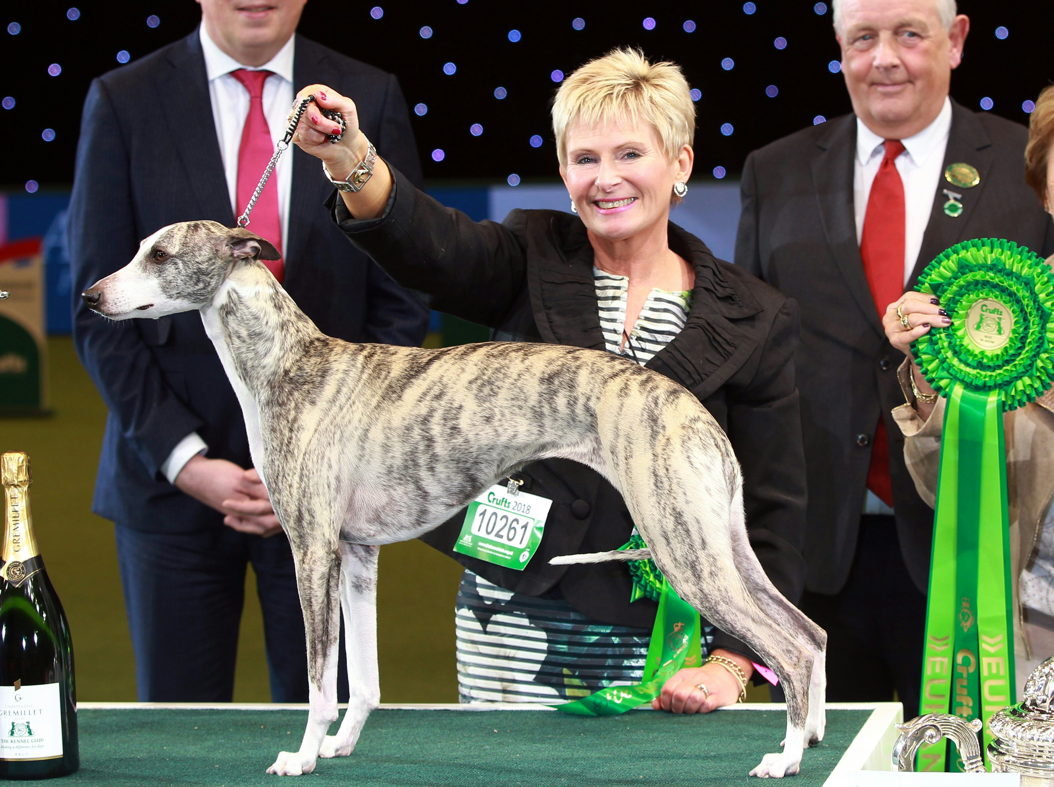 whippet at crufts 2018