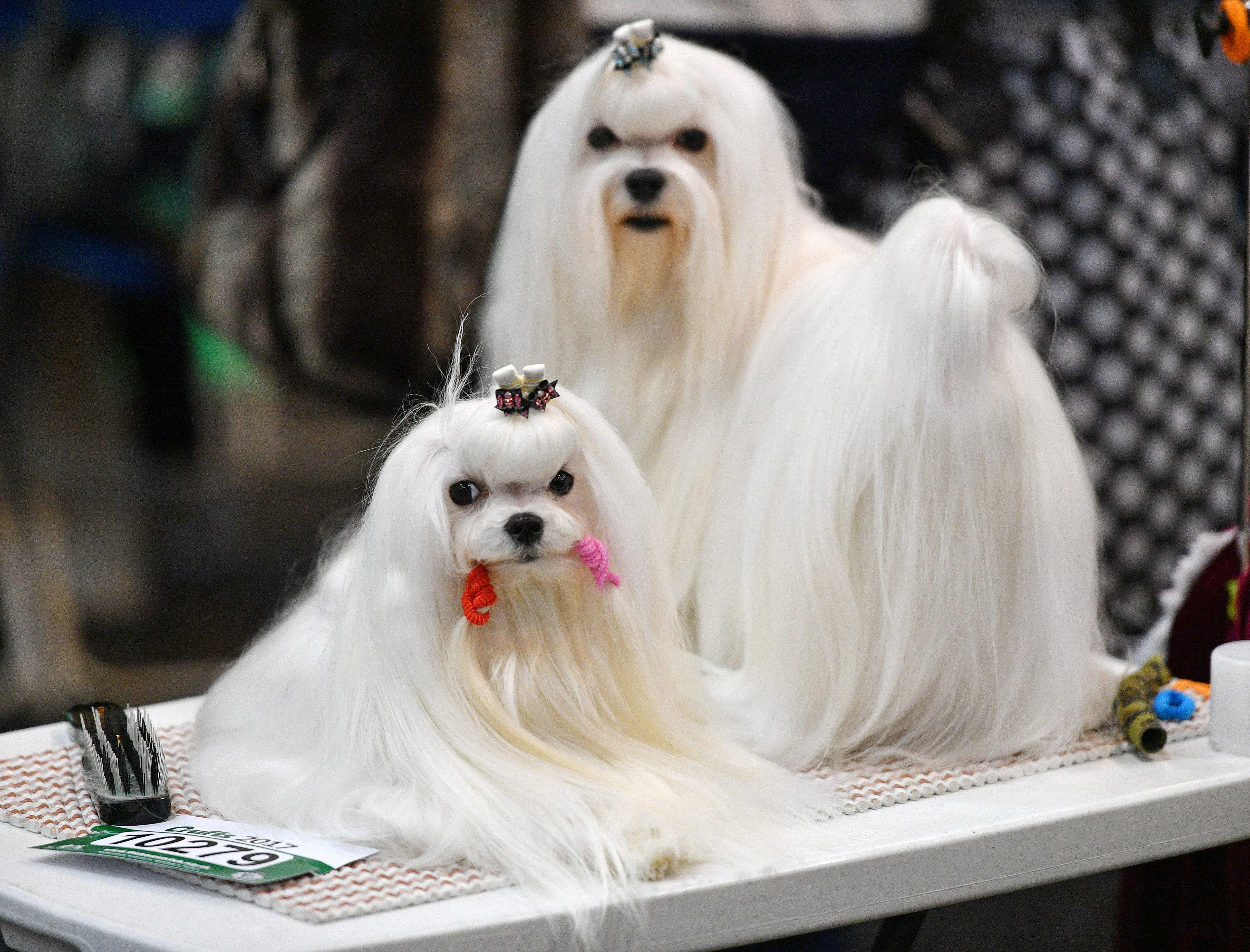 Is Crufts 2019 On TV? Dog Lovers Are In Luck, Because It Couldn't Be ...