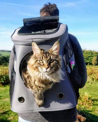 Your Cat Backpack Fat Cat Backpack