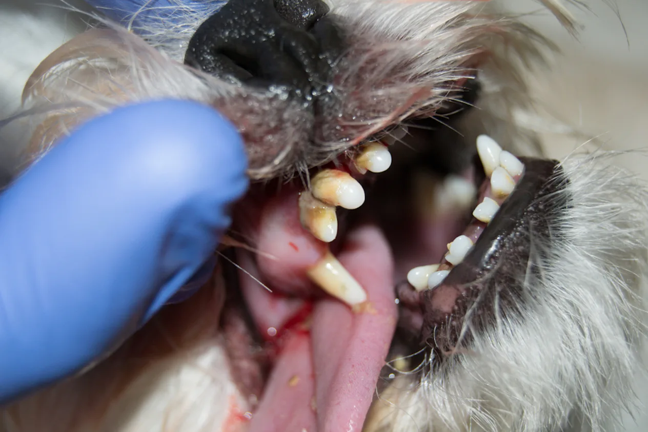 7 Signs Of Dog Dental Problems That Need To Be Addressed Stat ...