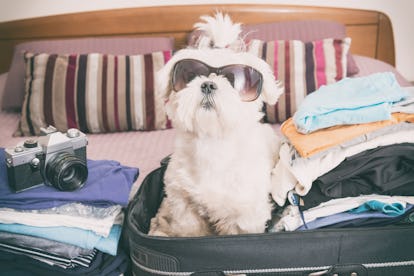 How To Travel With Your Dog, Depending On How Big Your Pup Is